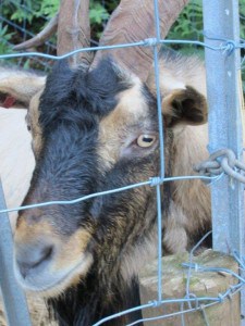 Wing's Wildlife Park, Gunns Plains, North West, Tasmania, goat