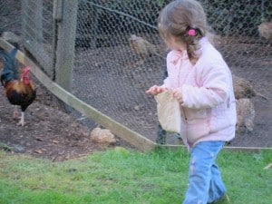 Wing's Wildlife Park, Gunns Plains, North West, Tasmania, rooster