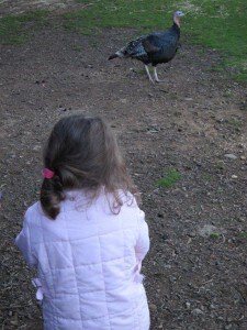 Wing's Wildlife Park, Gunns Plains, North West, Tasmania, turkey