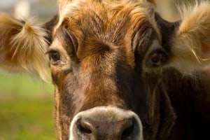 cow close up