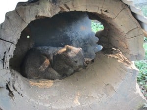 Wing's Wildlife Park, Gunns Plains, North West, Tasmania, wombat