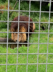 Melbourne Zoo Lion