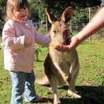 Wing's Wildlife Park, Gunns Plains, North West, Tasmania, kangaroo with joey