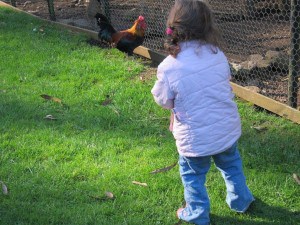 Wing's Wildlife Park, Gunns Plains, North West, Tasmania, rooster