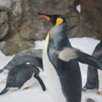 Melbourne Aquarium penguins