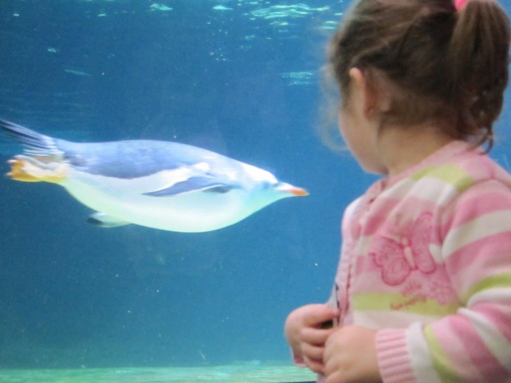 Aquarium penguin swim