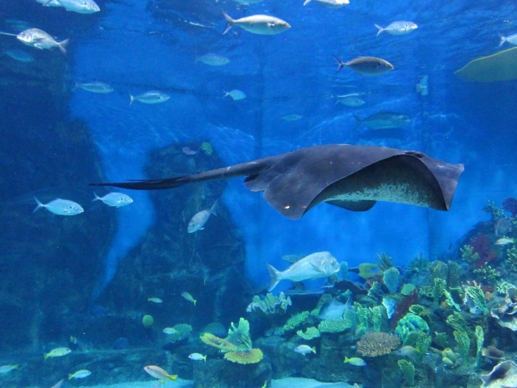 Melbourne Aquarium stingray