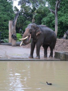 Melbourne Zoo elephant