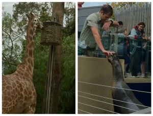 Melbourne Zoo giraffe and seal