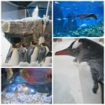 Melbourne Aquarium